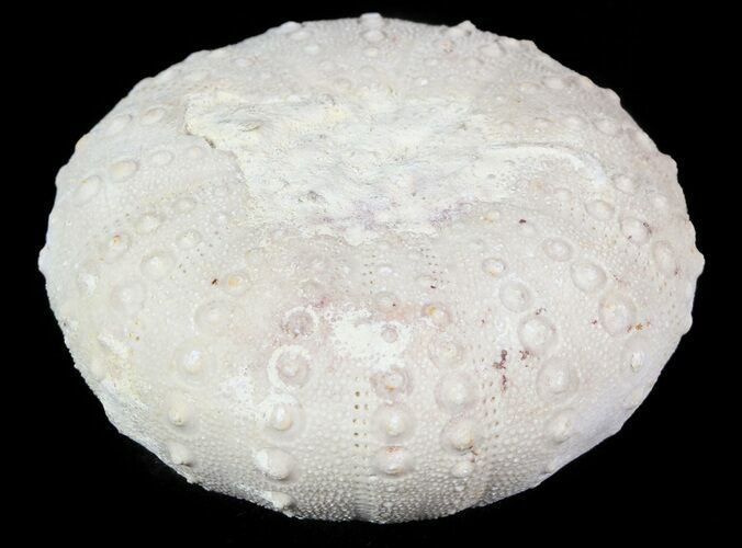 Heterodiadema Fossil Echinoid (Sea Urchin) - Morocco #46371